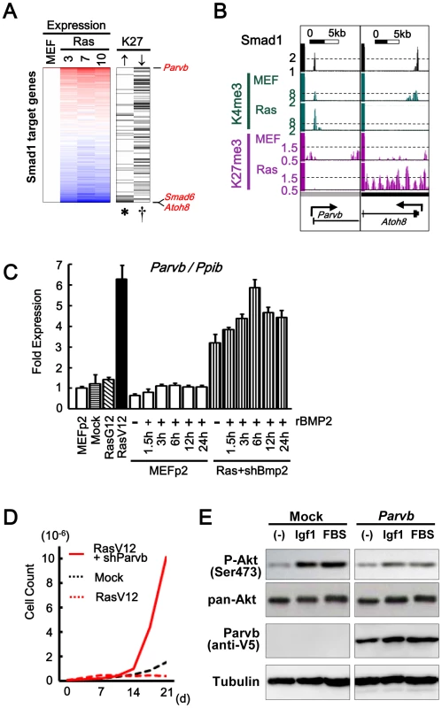 Smad1 target genes repressed and activated in senescence.