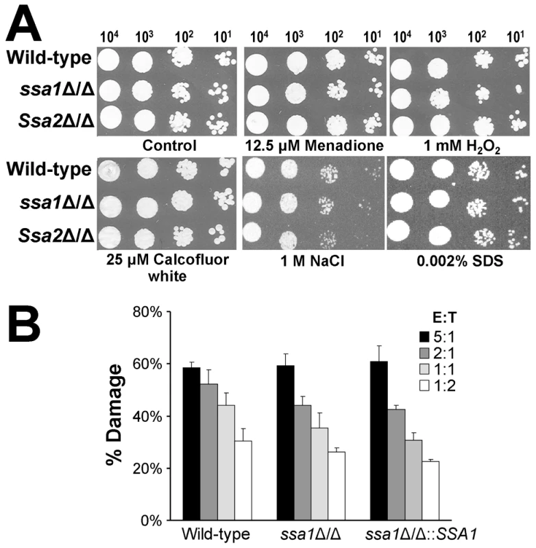 Ssa1 and Ssa2 are not required for resistance to stress.