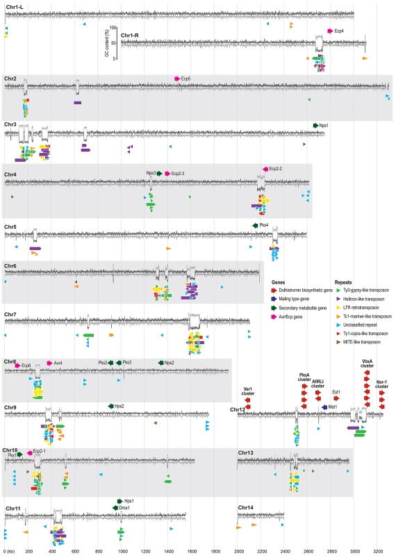 Organization of repeats and pathogenicity-related genes in the <i>Dothistroma septosporum</i> genome.