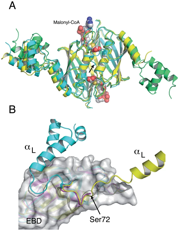 The structures of the <i>Sa</i>FapR homodimer in the absence of ligands display distinctive features of either the malonyl-CoA-bound or the DNA-bound forms of the repressor.