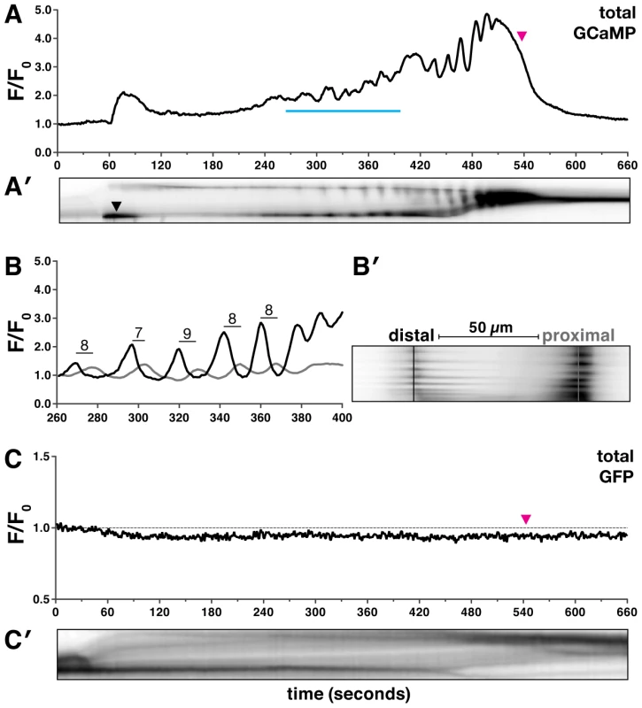 Oocyte entry into the spermatheca triggers calcium oscillations.