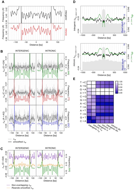 Periodicity in average SNP frequencies aligns with nucleosomal divergence and dinucleotide sequence preferences.
