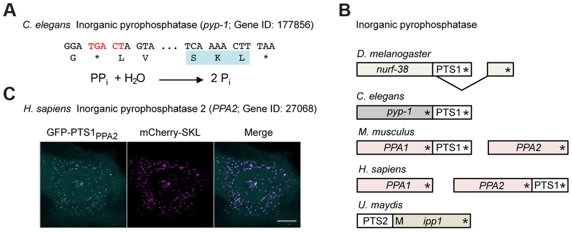 Inorganic pyrophosphatase is targeted to peroxisomes in different species by various mechanisms.