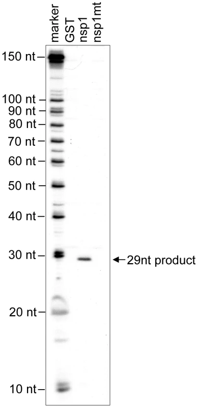 Characterization of nsp1-induced RNA fragment of ALA mRNA.