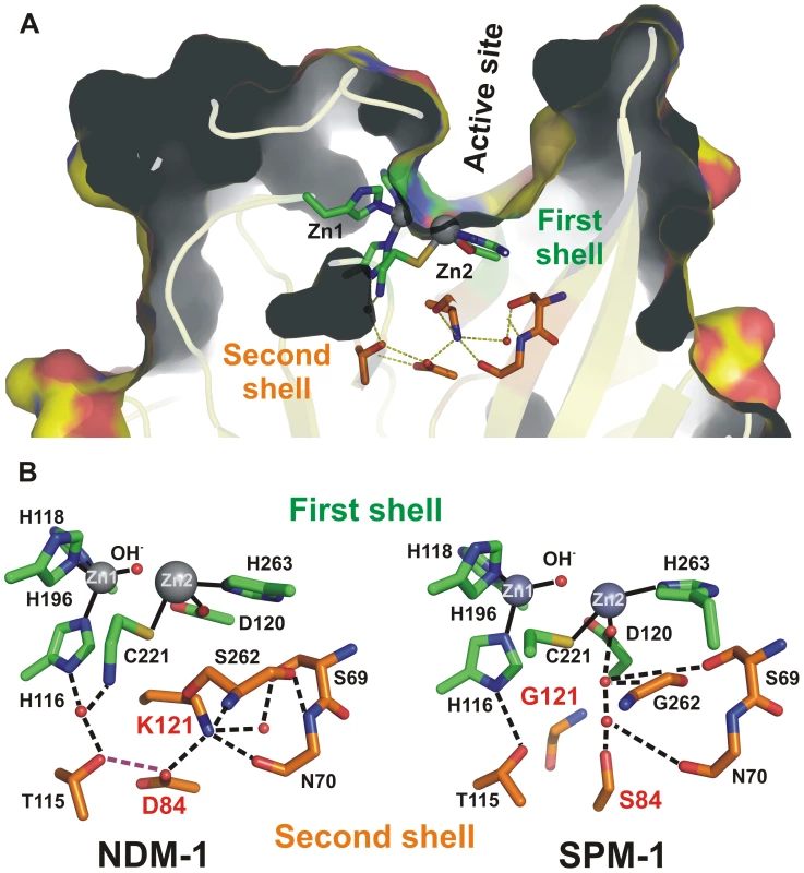 (A) Location of first shell (green) and second shell (orange) residues in the structure of SPM-1.