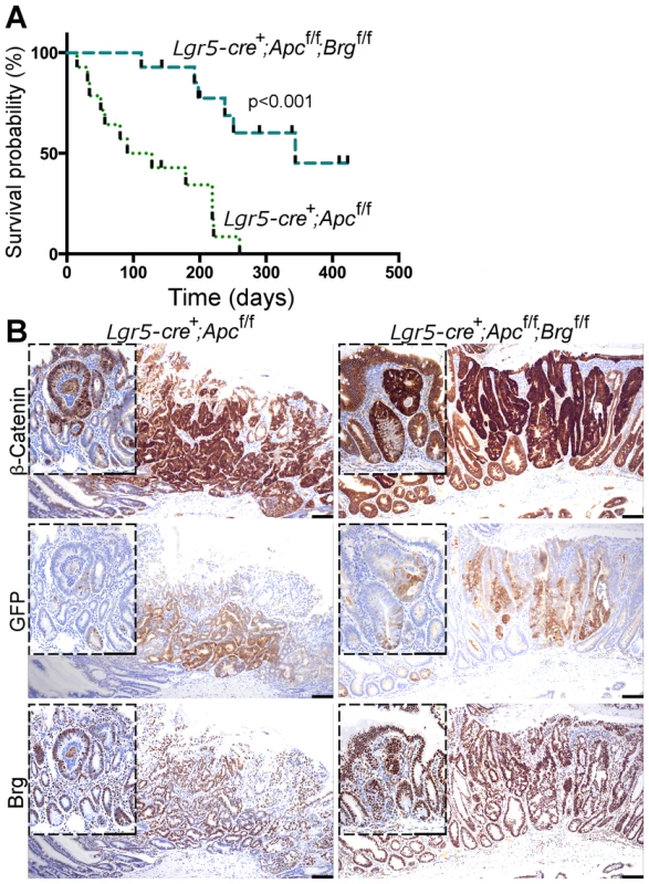 Stem cell-specific Brg1 loss in the small intestine attenuates Wnt-driven adenoma formation and improves animal survival.