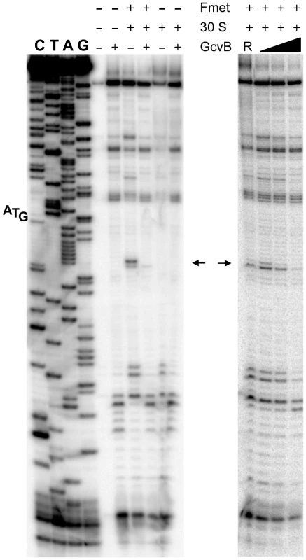 Toeprinting analysis of <i>yifK</i> mRNA.