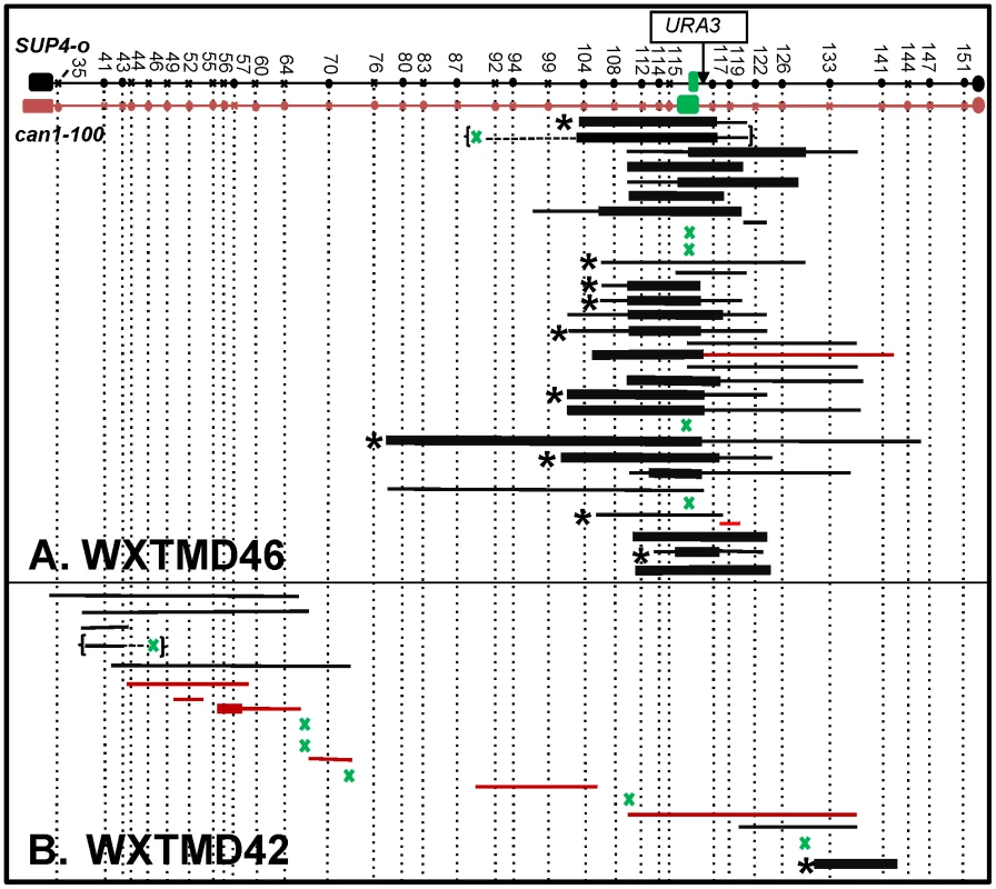 Mapping of RCOs and associated gene conversion events in WXTMD46 (GAA<sub>230</sub>/GAA<sub>20</sub>) and in WXTMD42 (GAA<sub>20</sub>/GAA<sub>20</sub>).
