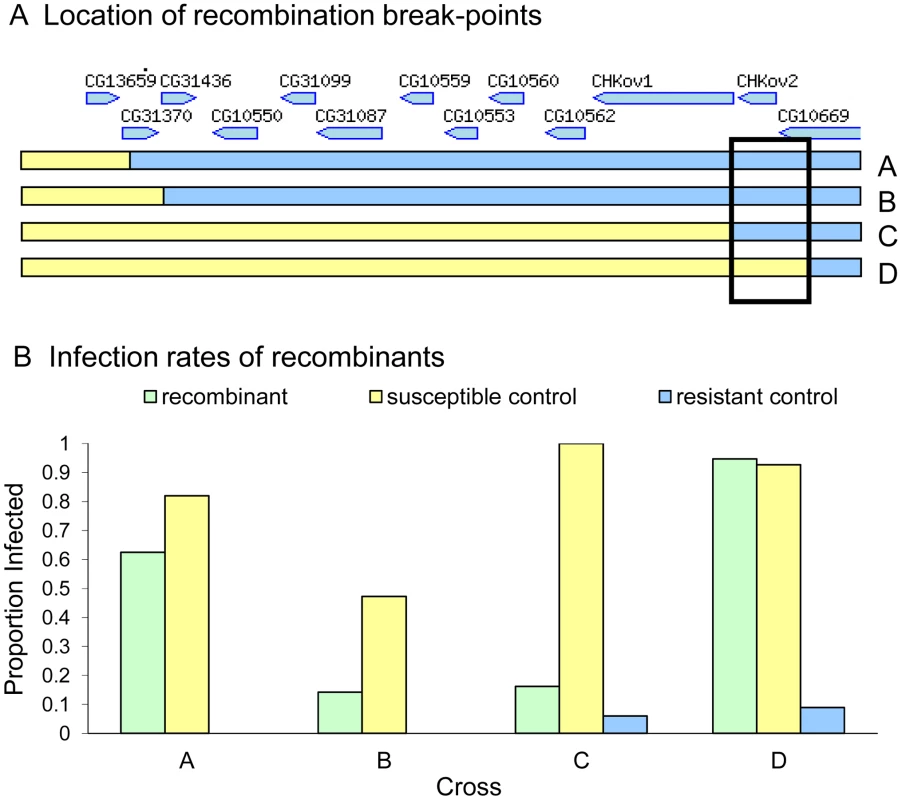 Mapping resistance using site-specific male-induced recombination.
