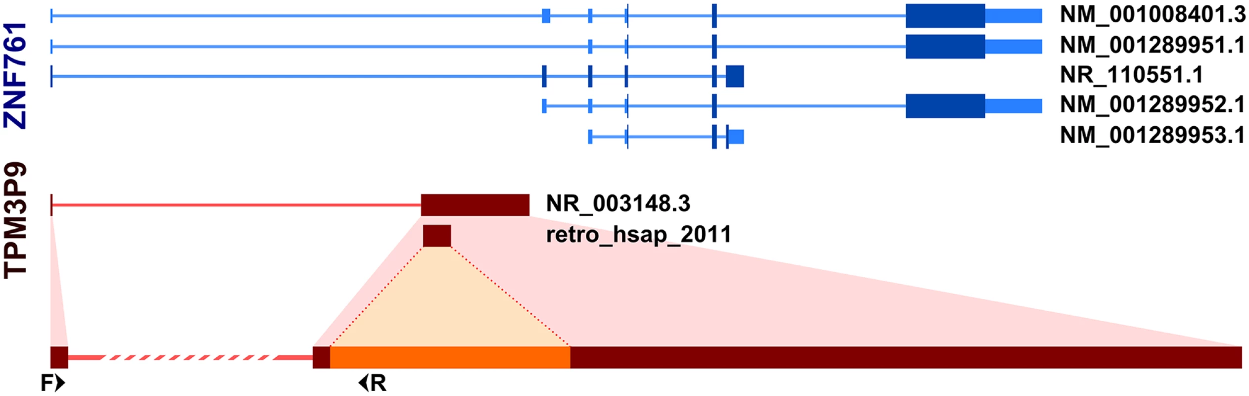 Incorporation of host gene exon by retrogene retro_hsap_2011.