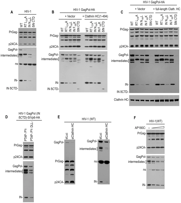 Effect of Pol mutations and clathrin on HIV-1 Pol expression.