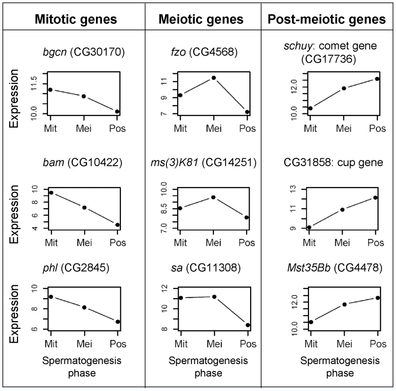 Expression profile for spermatogenic genes.