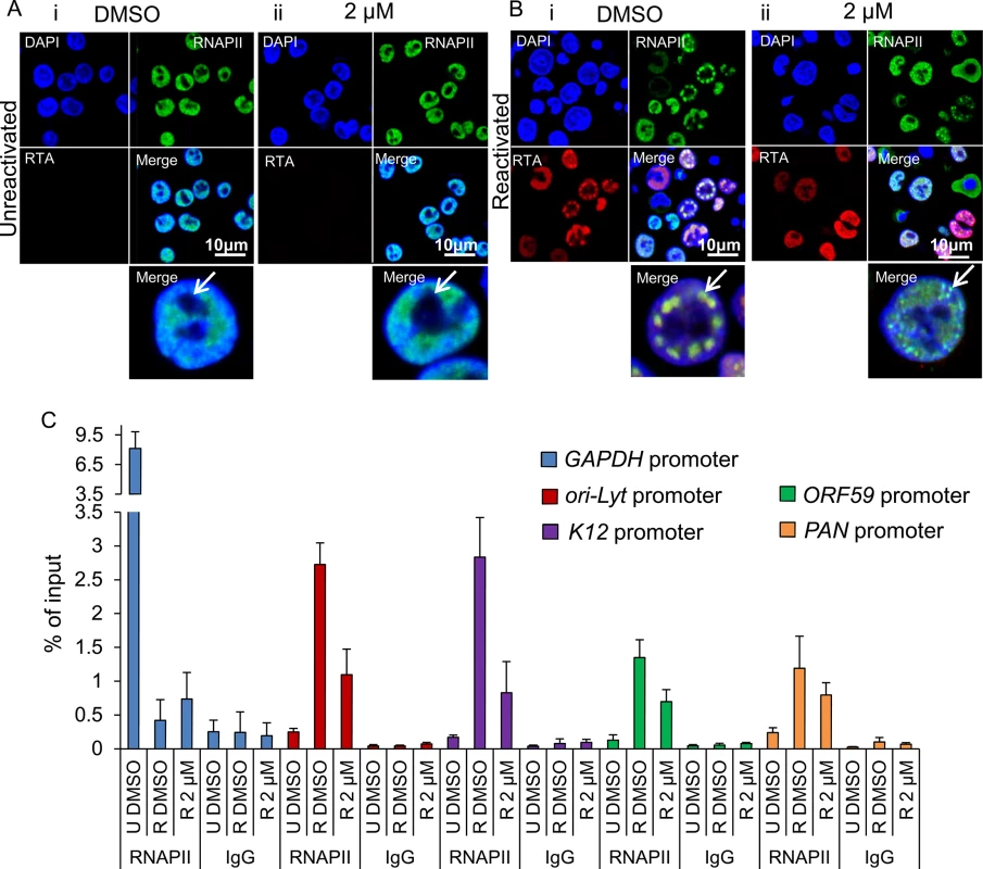 Inhibition of Hsp70 isoforms curtailed RNAPII relocation to KSHV RTCs.