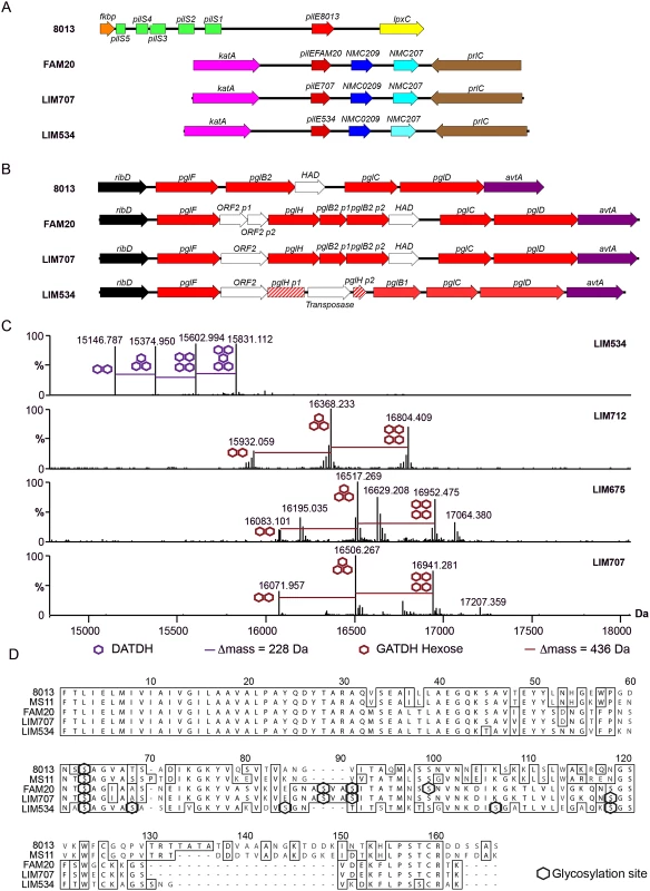 Genomic and biochemical description of class II pilin expressing strains isolated at different sites and at different times.