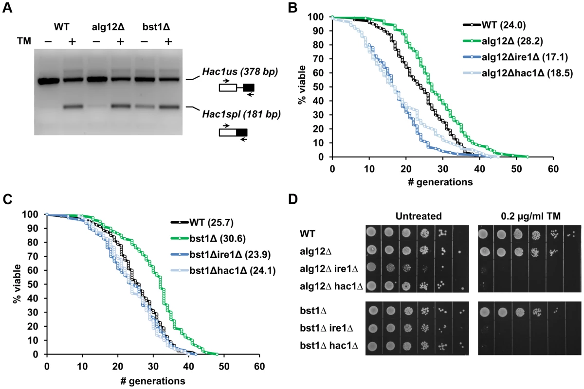 Extended lifespan in <i>alg12Δ</i> and <i>bst1Δ</i> mutants is dependent on functional Ire1p and Hac1p and is associated with increased basal UPR activity.
