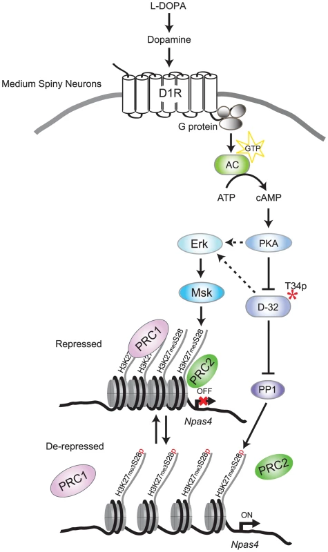Model for L-DOPA induced signaling and H3K27me3S28 phosphorylation in MSNs of parkisonian mice.