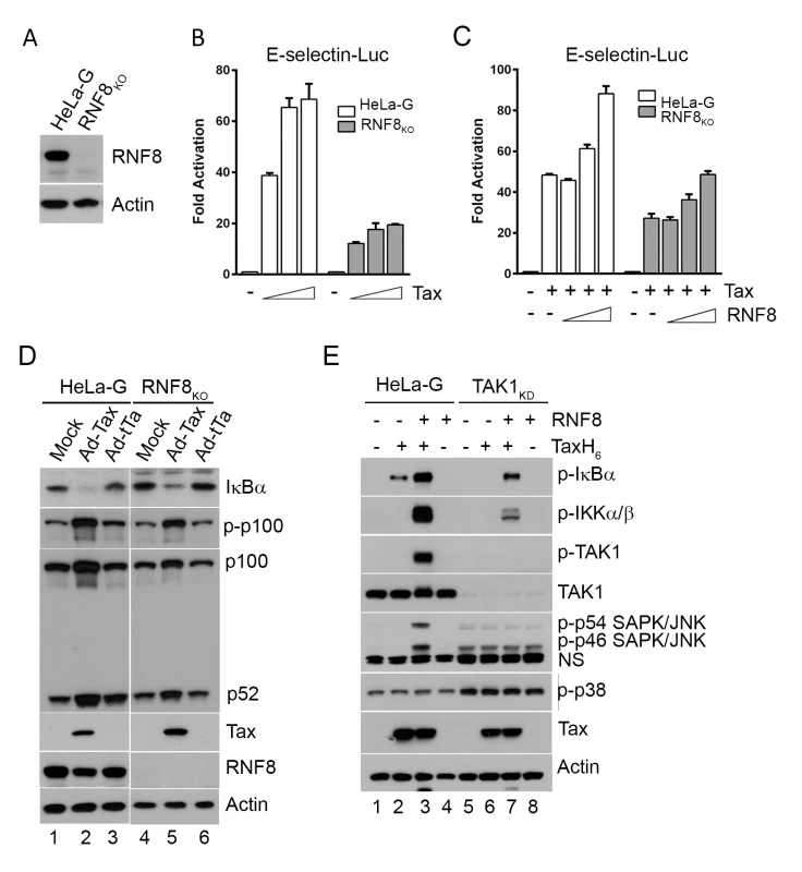 Tax and RNF8 potently activate IKK and the canonical NF-κB pathway.