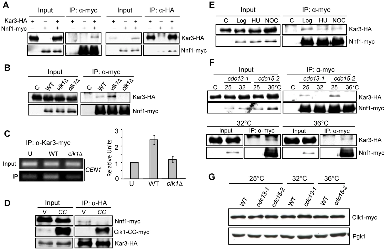Kar3–kinetochore interaction is Cik1-dependent and cell cycle–regulated.