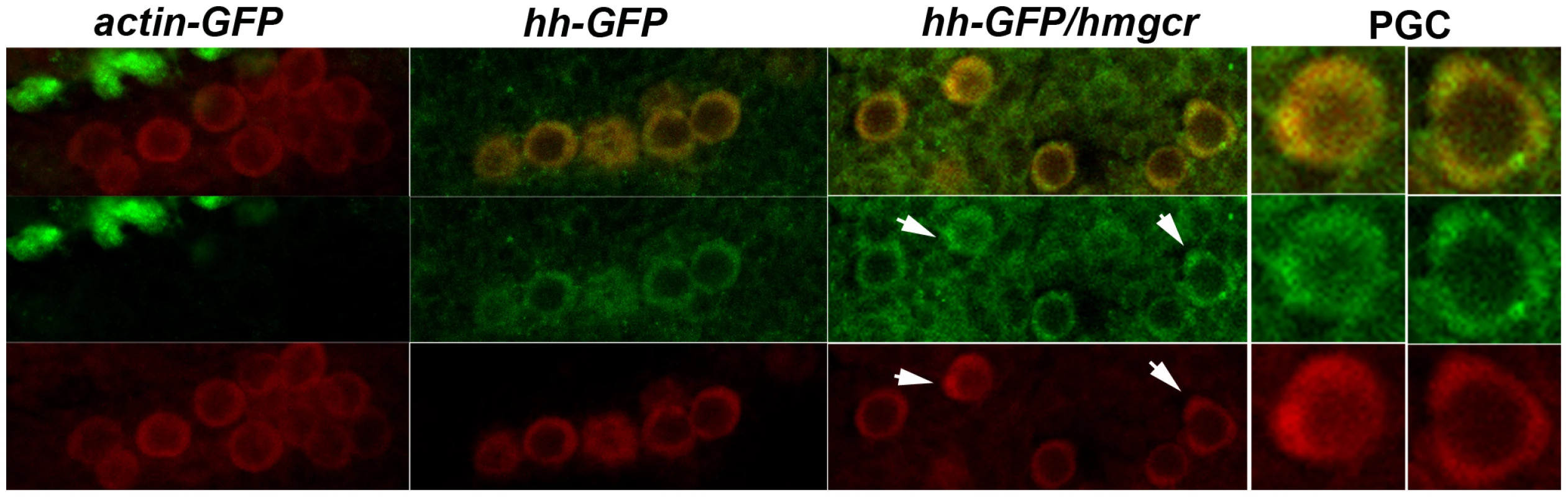 Ectopically expressed Hh-GFP localizes near PGCs.