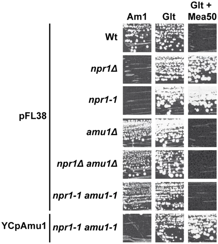 The <i>amu1</i> suppressor mutation restores growth of Npr1-lacking cells on ammonium.