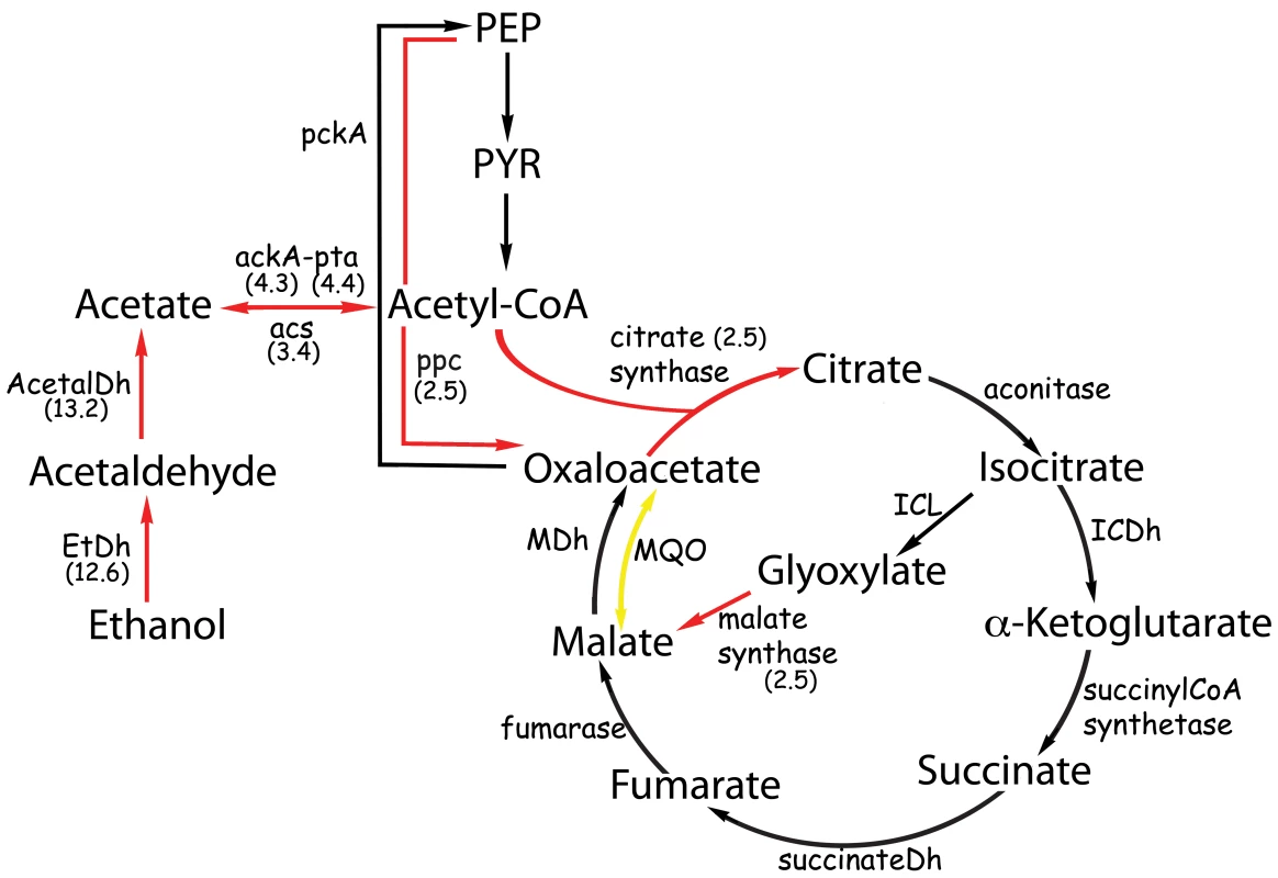 Metabolic pathways affected by the presence of ethanol.