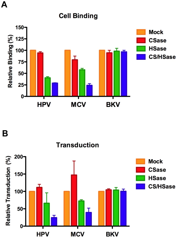 Enzymatic removal of cell surface glycosaminoglycans.