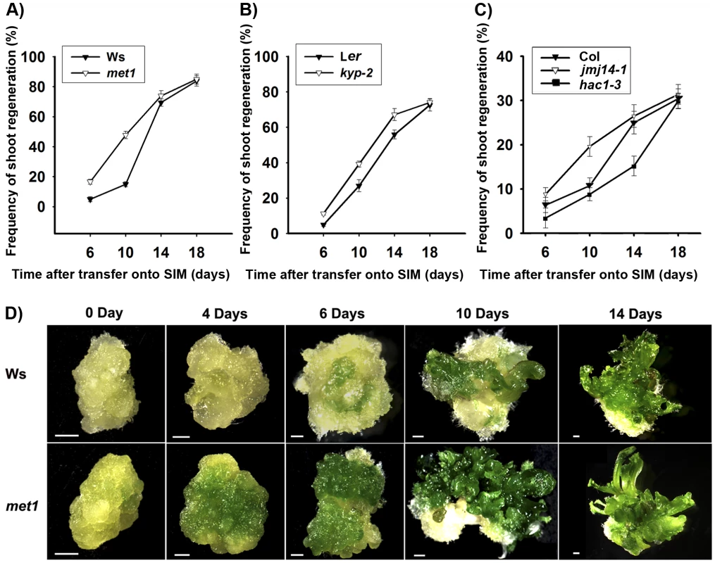 Mutation in key epigenetic genes alters the rate of <i>Arabidopsis</i> shoot regeneration <i>in vitro</i>.