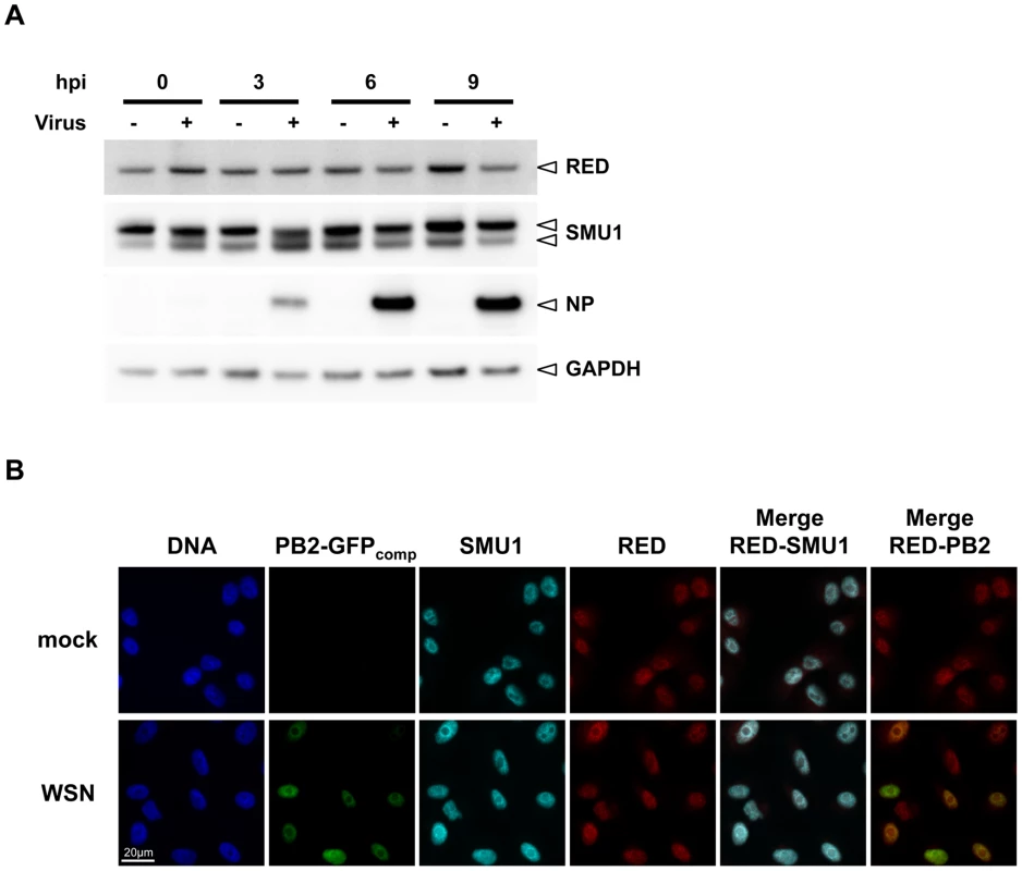Steady-state levels and subcellular localisation of endogenous RED and SMU1 in infected cells.