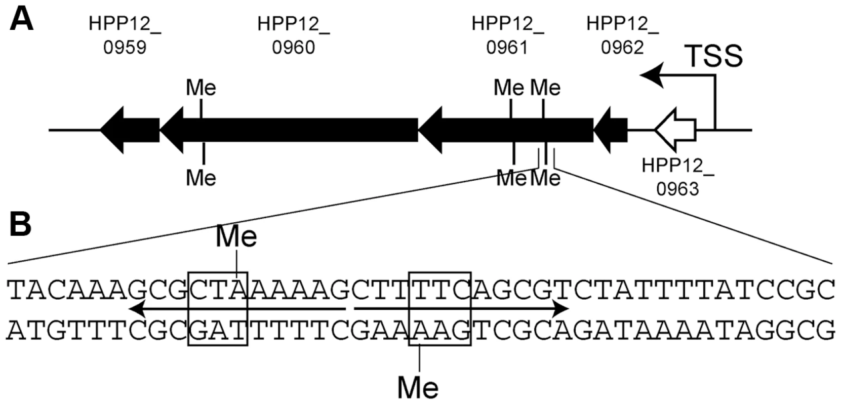 Gene cluster with transcripts decreased by specific Type I methylation.