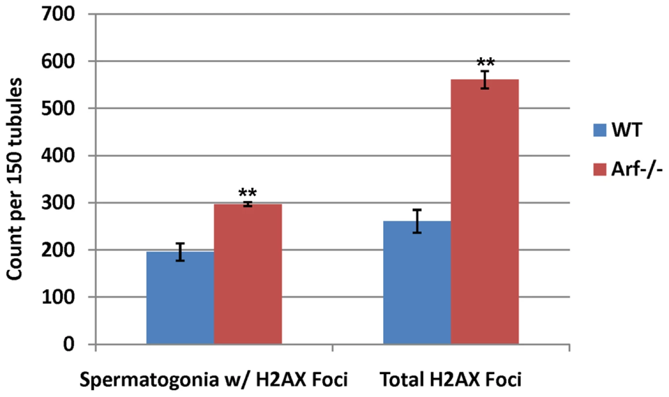 <i>Arf</i> deficiency leads to increased γ-H2AX foci in spermatogonia.
