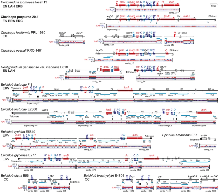 Structures of the ergot alkaloid biosynthesis loci (<i>EAS</i>) in sequenced genomes.