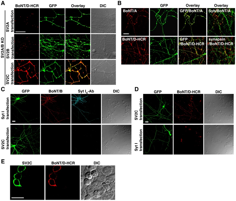 Localization of SV2C to plasma membranes mediated binding of BoNT/D-HCR to the cell surface in both neurons and HEK293FT cells.