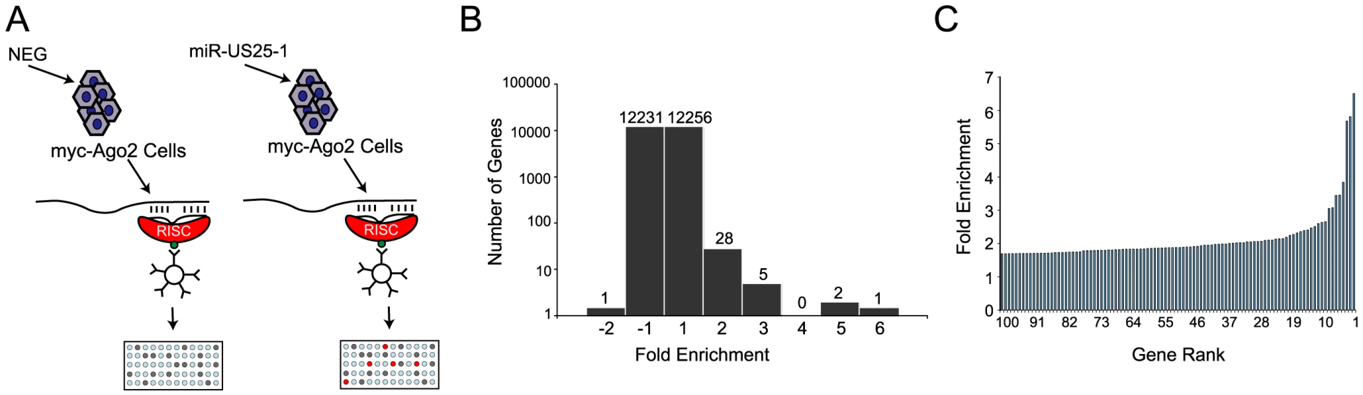 RISC-IP analysis of HCMV encoded miRNA, miR-US25-1.