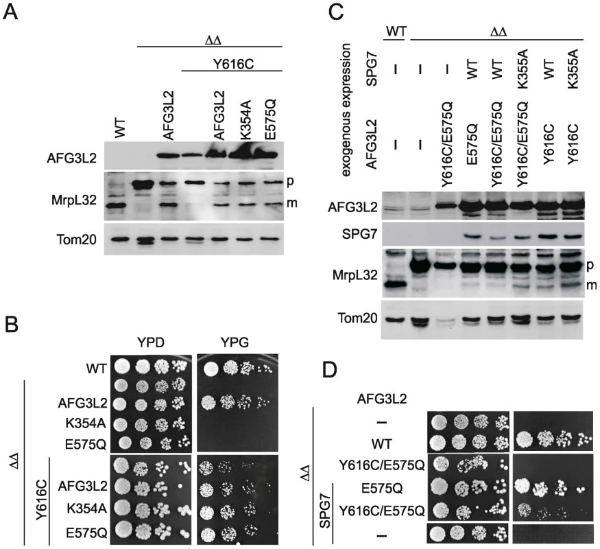 MrpL32 maturation and yeast complementation assays for the evaluation of AFG3L2<sup>Y616C</sup> activity.