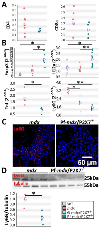 <i>P2RX7</i> ablation in <i>mdx</i> mice reduces the inflammatory signature.