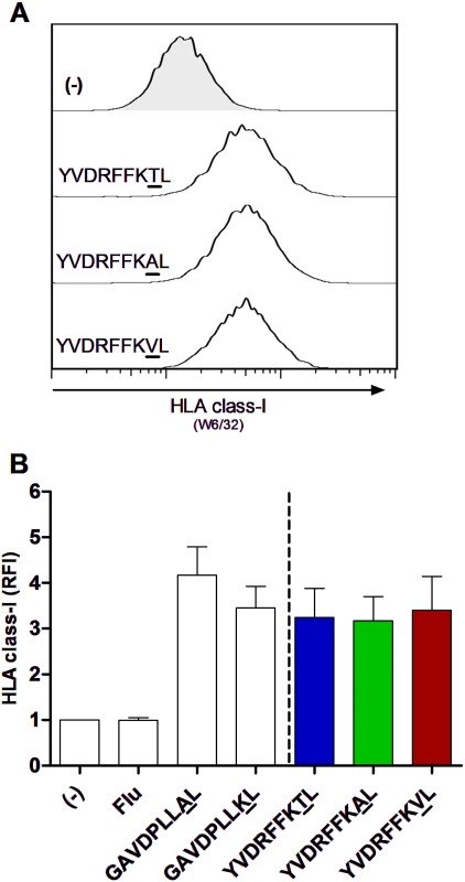 Equal HLA-C*03:04 stabilization on TAP-blocked 721.221-ICP47-C*03:04 cell line with HIV-1 p24 Gag T<sub>Gag303</sub> wild-type and variant peptides.