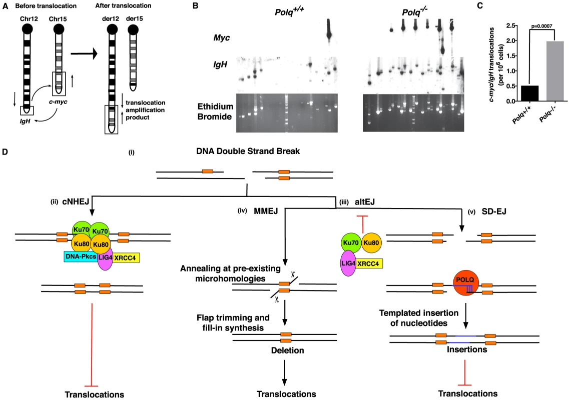 POLQ suppresses chromosomal translocation <i>in vivo</i>.