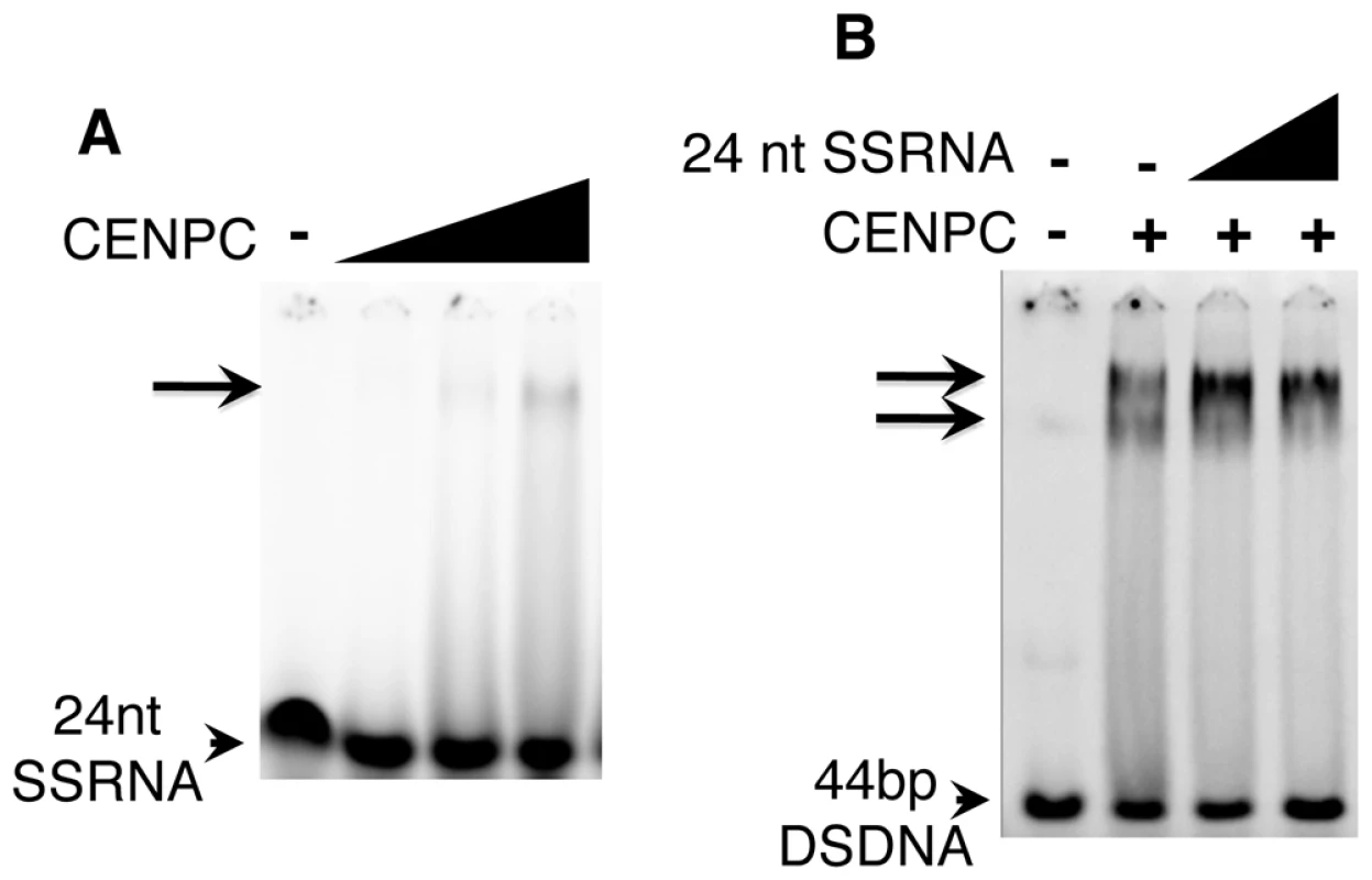 SSRNA causes a supershift of the CENPC/DNA complex.