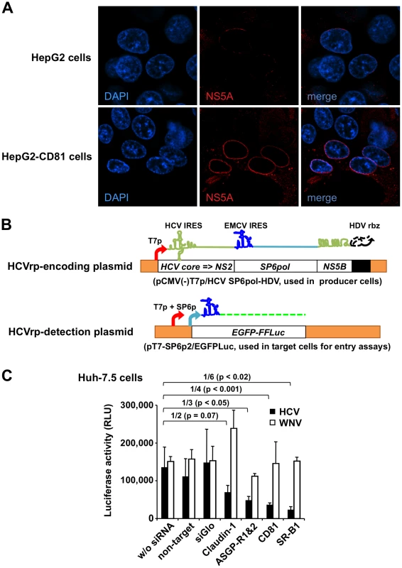 Study of entry of BHK-WNV cell-produced HCV particles.