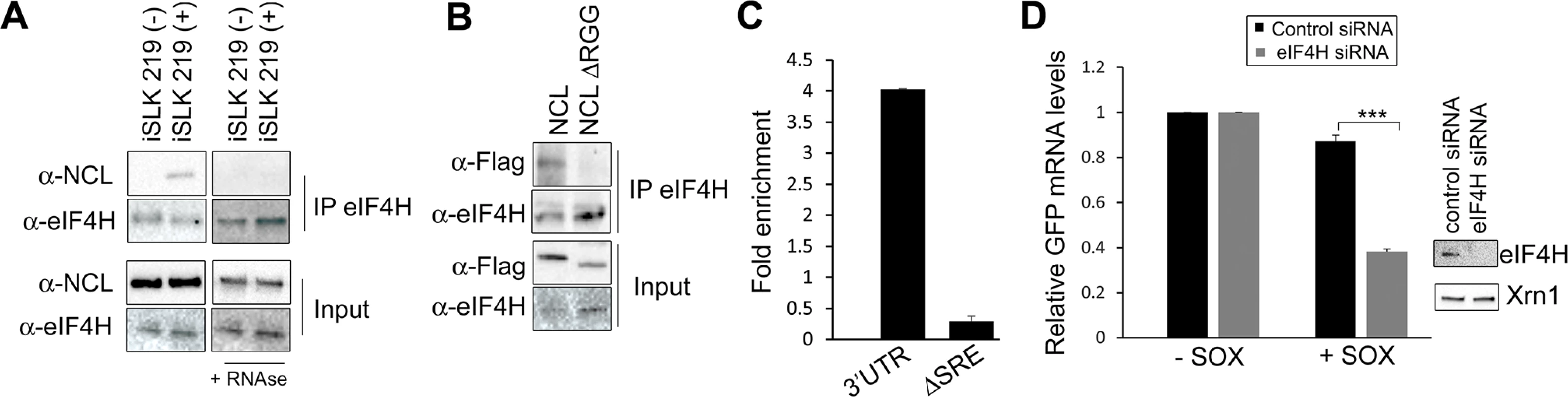 IL-6 escape is potentiated by an NCL-eIF4H interaction.