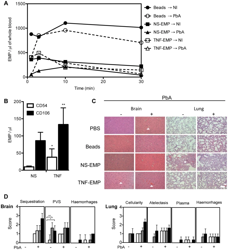 Transferred EMP generated <i>in vitro</i> induce CM-like pathology in healthy mice.