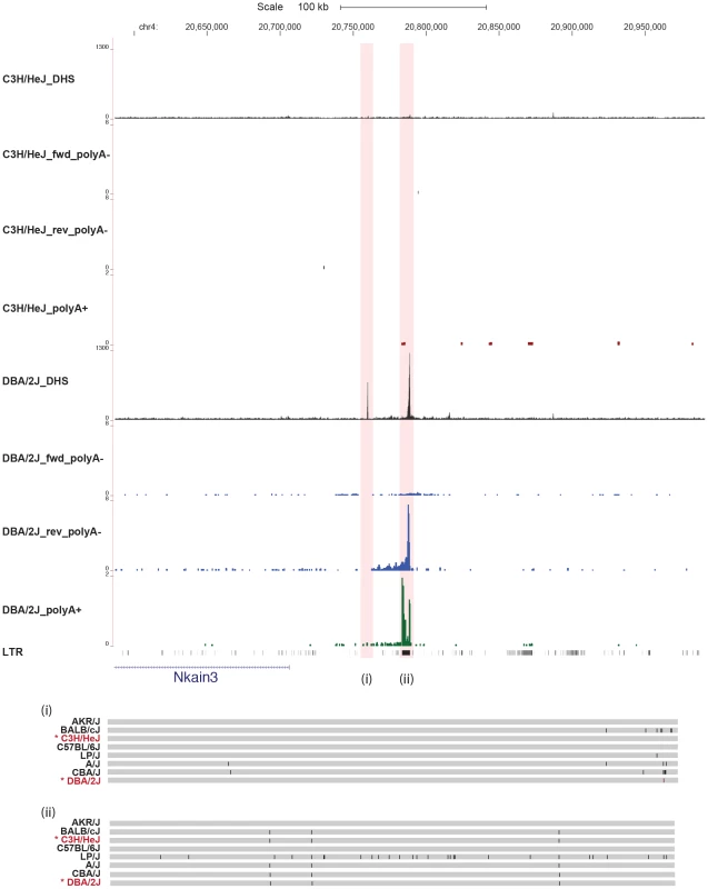 Some variable DNase I hypersensitive sites have no underlying sequence variation.