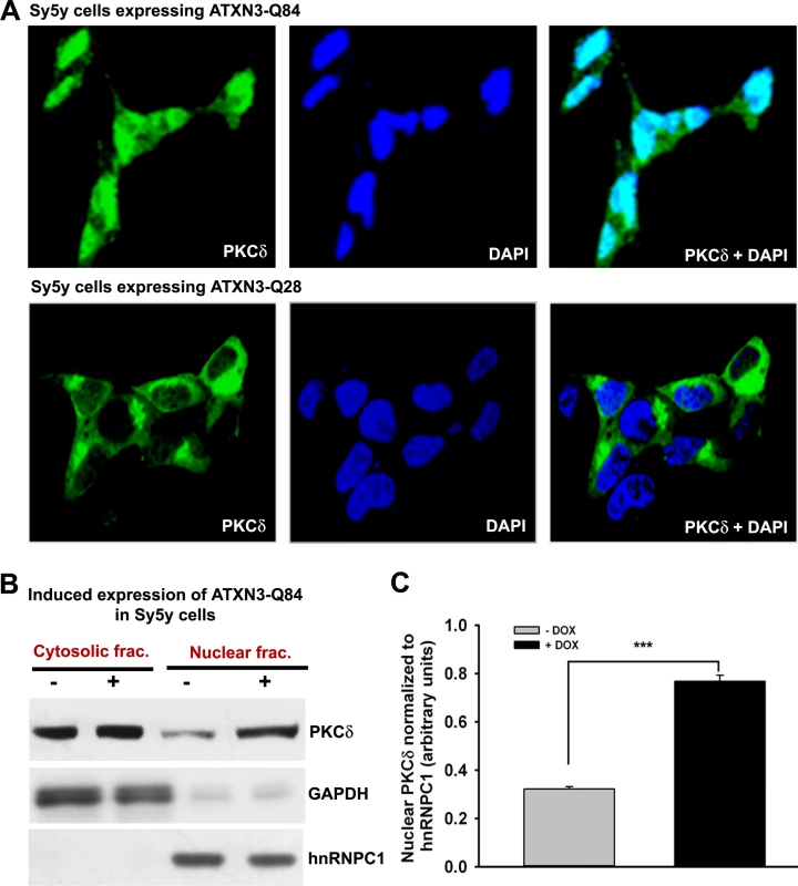 Expression of ATXN3-Q84 in SH-SY5Y cells facilitates nuclear translocation of PKCδ.