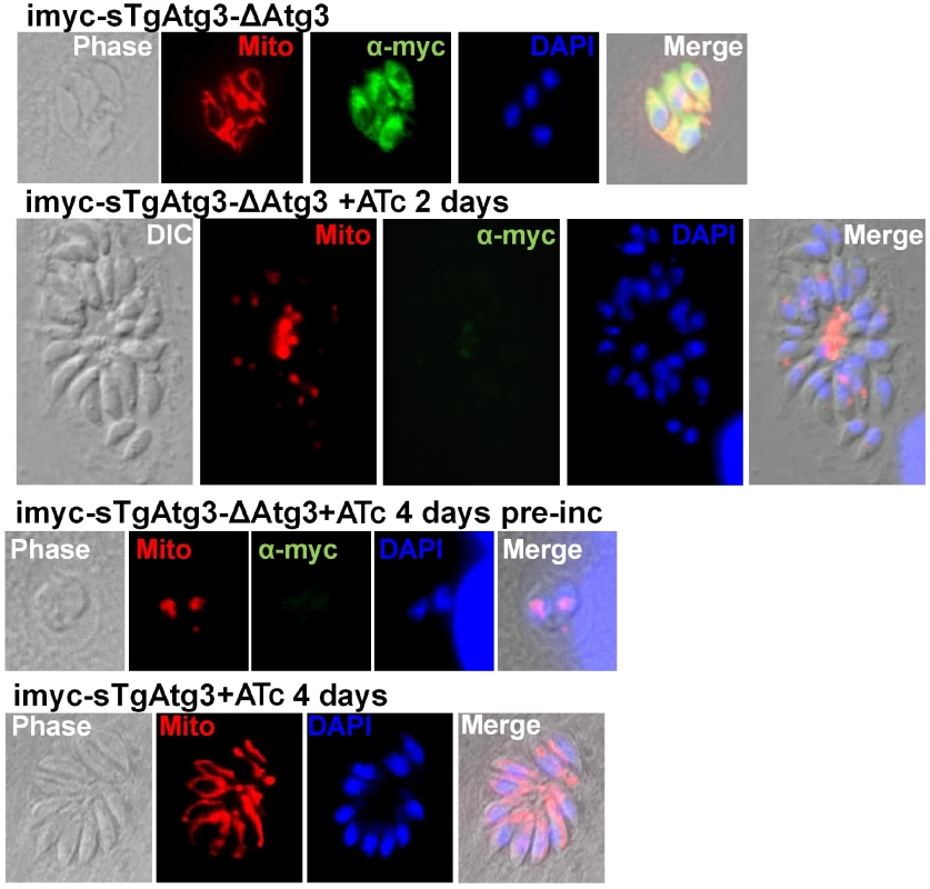 TgAtg3-depleted parasites show a defect in mitochondrion morphology.