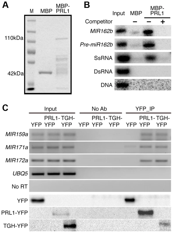 PRL1 binds pri-miRNAs <i>in vitro</i> and <i>in vivo</i>.