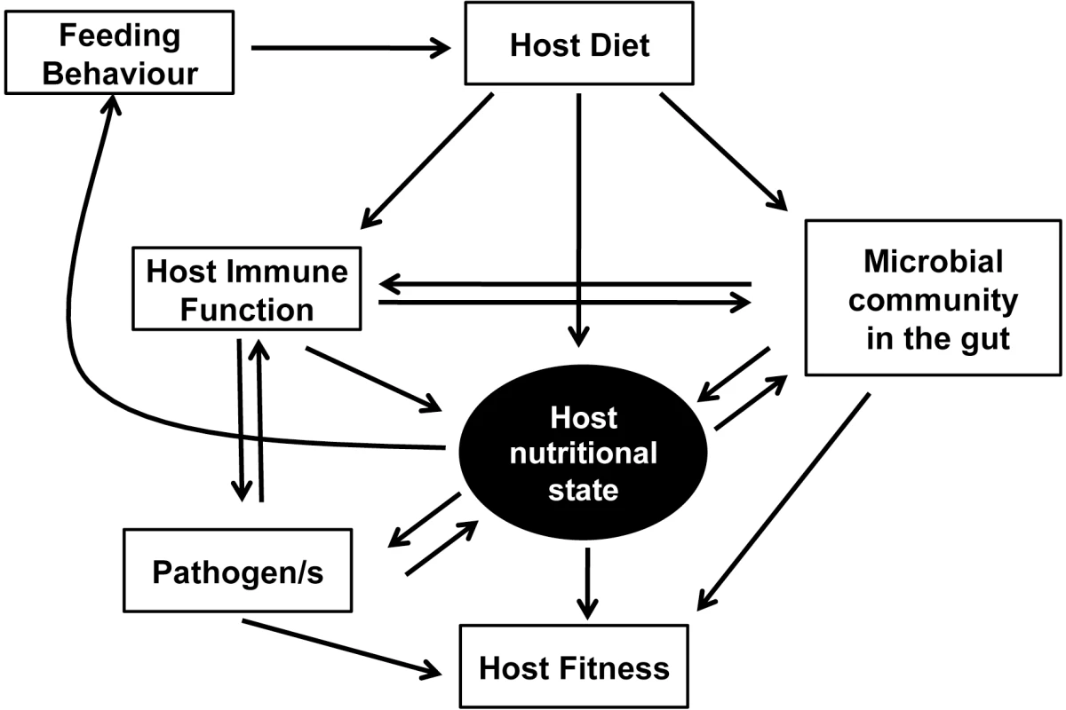 The network of interactions between nutrition and immunity.