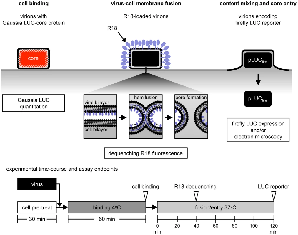 Virion binding, lipid mixing and core entry assays.
