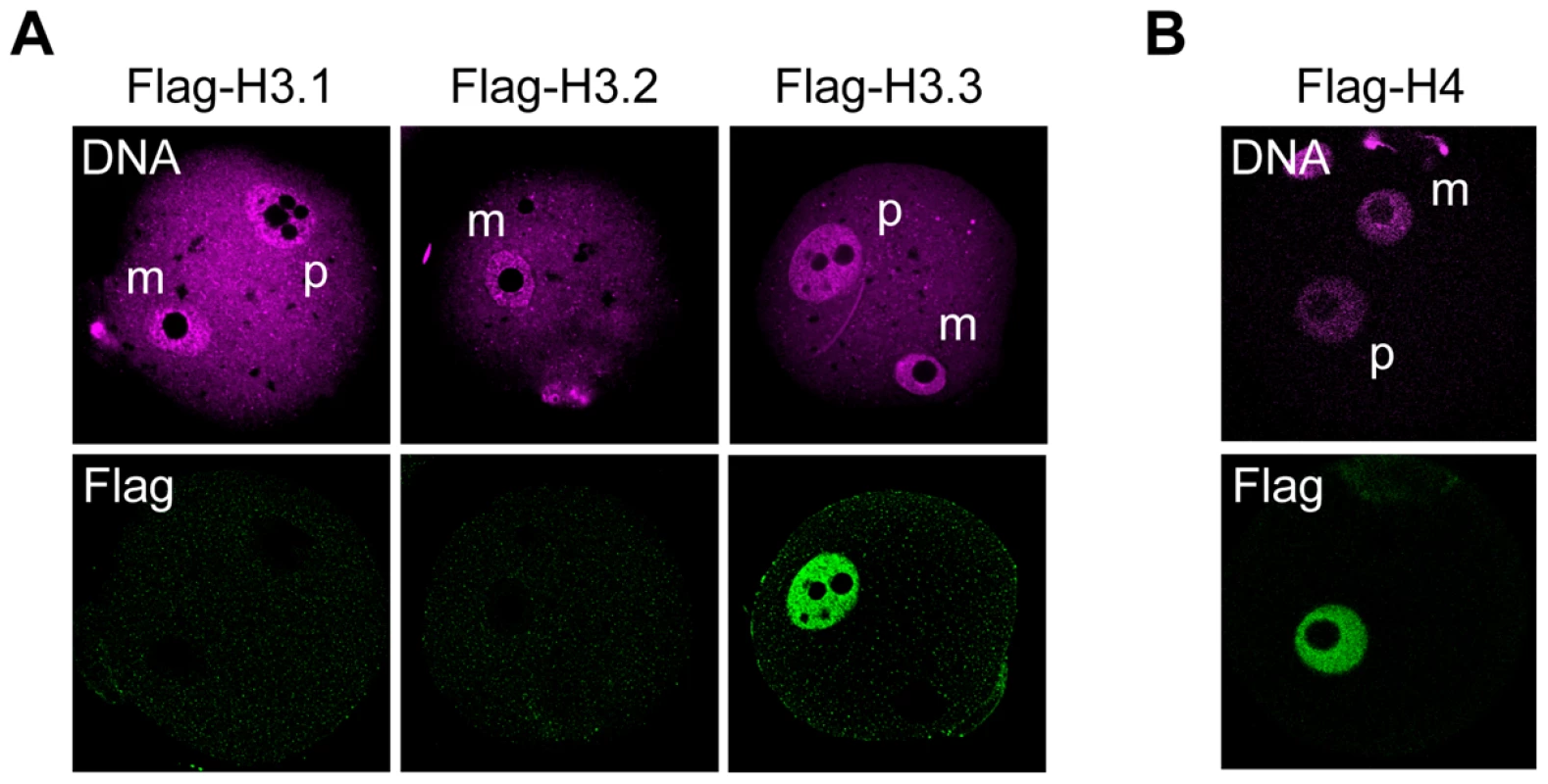 Incorporation of H3 variants and H4 into nuclei at an early stage after fertilization.