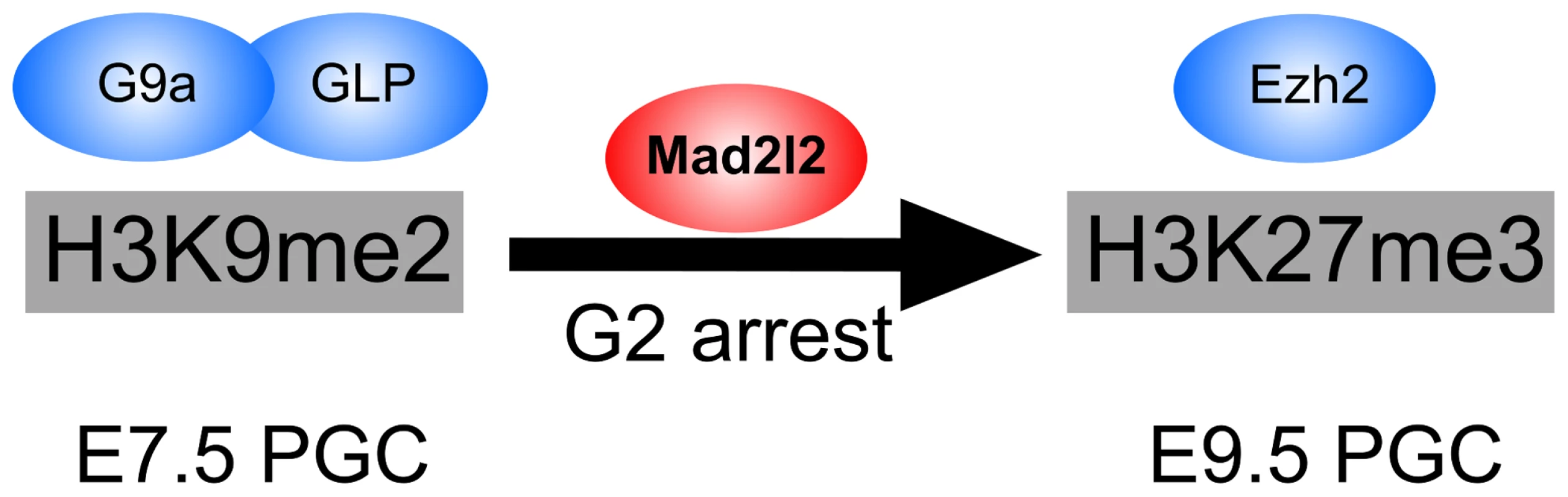 The role of Mad2l2 in epigenetic reprogramming and G2 arrest in PGCs.