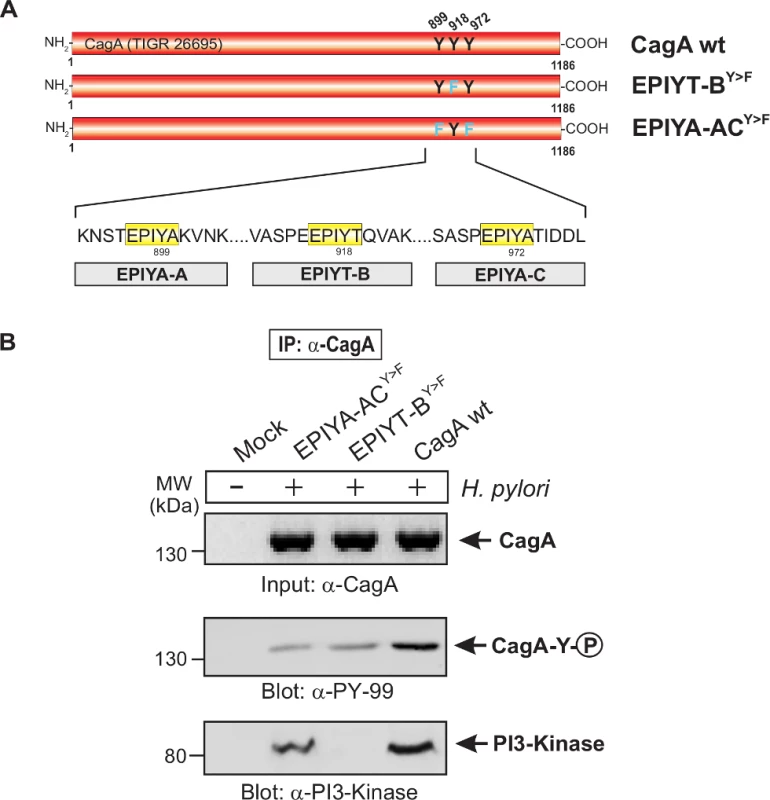 The EPIYT site at B-TPM of CagA is phosphorylated and necessary for interaction with PI3-kinase.